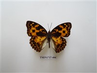 藏品(臺灣燦蛺蝶)的圖片